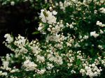 Exochorda Exochorda
