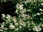 Exochorda