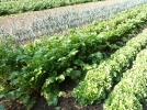 Questions frquentes sur le potager