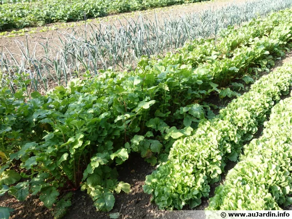 Questions fréquentes sur le potager