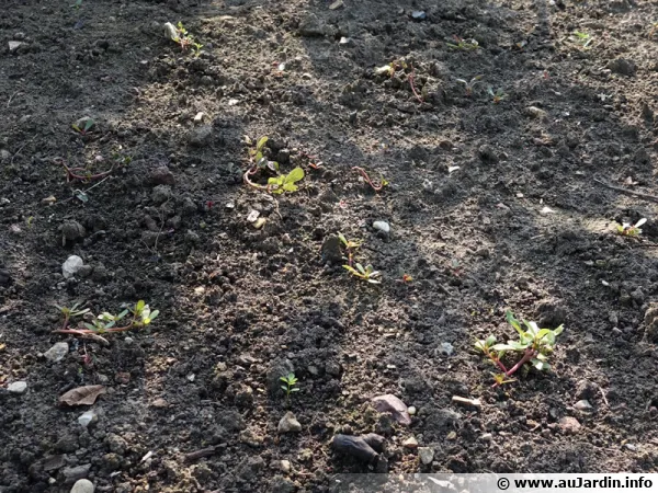 En arrosant le sol comme pour un sol, on déclenche le développement des mauvaises herbes qui peuvent être arrachées facilement