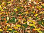 Précieuses feuilles mortes
