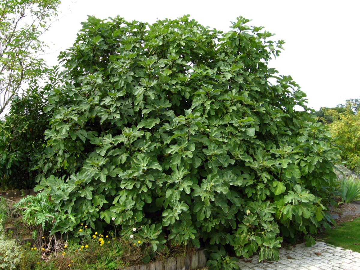 Figuier (Figue) : planter, cultiver, rcolter