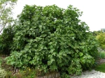 Figuier (Figue), Ficus carica