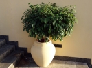 Plantation et entretien du ficus