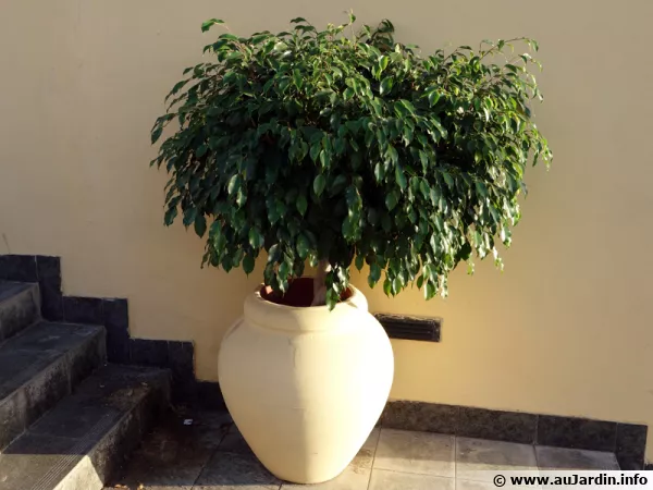Un ficus en pot en extrieur durant l't 