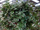 Figuier rampant, Figuier nain, Ficus rampant, Ficus pumila