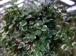 Figuier rampant White Sunny, Ficus pumila