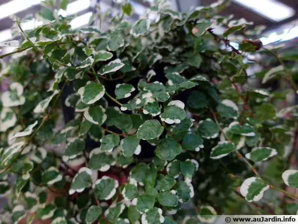 Figuier rampant White Sunny, Ficus pumila