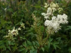 Reine-des-prs, Ulmaire, Filipendula ulmaria