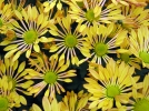 Fleurs d'automne