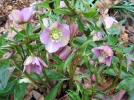 Fleurs d'hiver