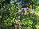 Floralpina, jardin botanique  Arras (62)