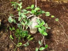 Fockea edulis