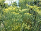 Fenouil commun, Foeniculum vulgare
