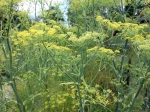 Fenouil, Foeniculum vulgare