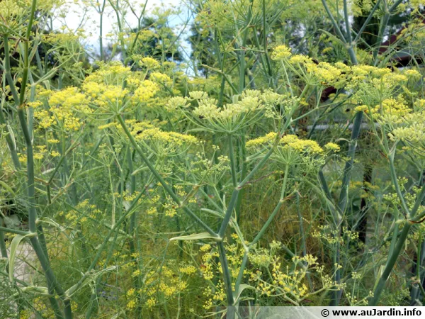 Fenouil, Foeniculum vulgare