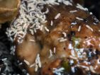 Collembole, Folsomia candida dans un compost