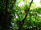 Les forêts humides de Martinique
