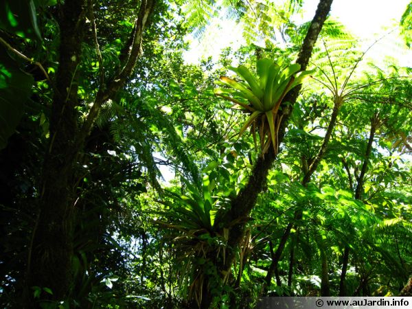 Les forêts humides de Martinique