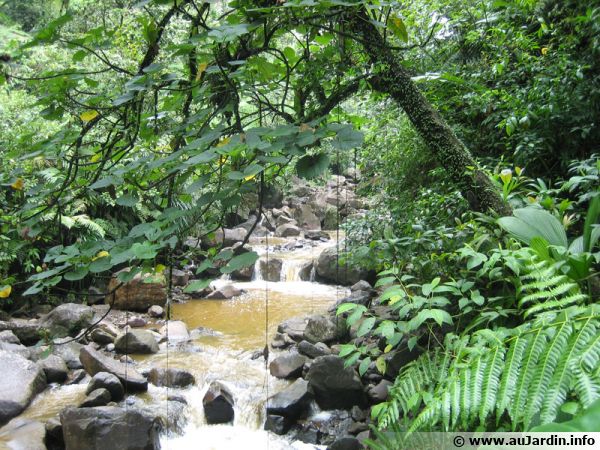 Une diversité végétales est immense dans les forêts humides équatoriales, des plantes qui soignent restent à découvrir