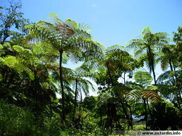 La diversité végétale est importante dans la forêt tropicale