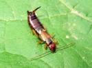 Les autres insectes