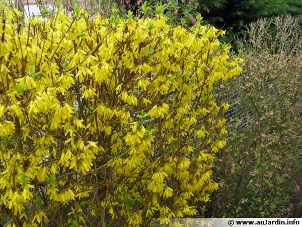 Les forsythia et les groseilliers  fleurs ne doivent pas tre taills en hiver 