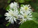 Fothergilla nain, Fothergilla gardenii