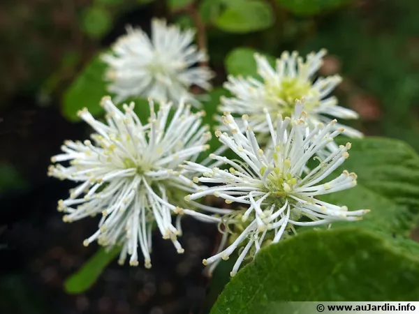 Fothergilla nain, Fothergilla gardenii