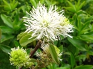 Grand fothergilla, Fothergilla major