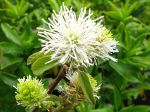 Grand fothergilla, Fothergilla major Grand fothergilla, Fothergilla major