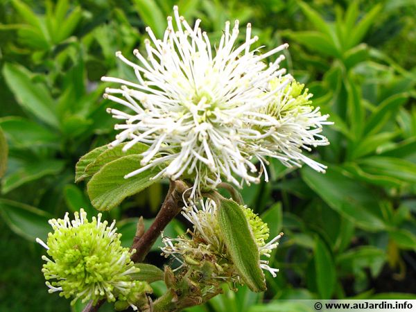 Grand fothergilla, Fothergilla major