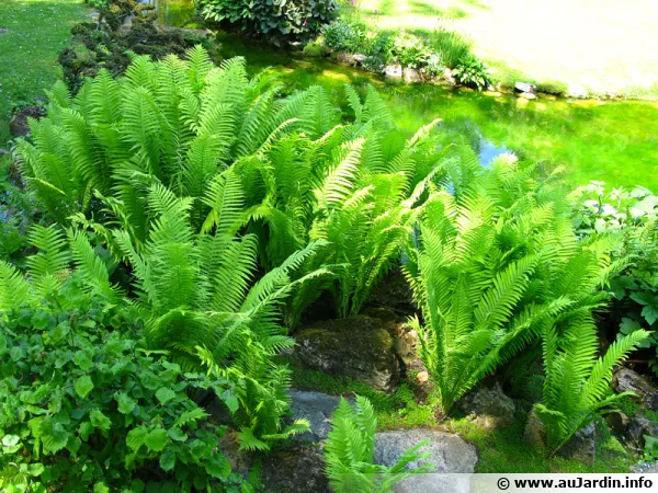 Les fougres sont toujours du plus bel effet au jardin, dans les massifs avec leurs cts trs graphiques