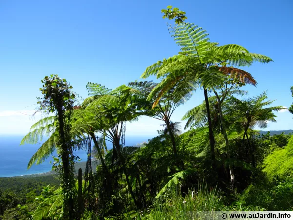 Des fougres tropicales au milieu de la fort