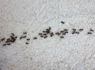 10 astuces pour loigner les fourmis de la maison