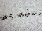 10 astuces pour éloigner les fourmis de la maison