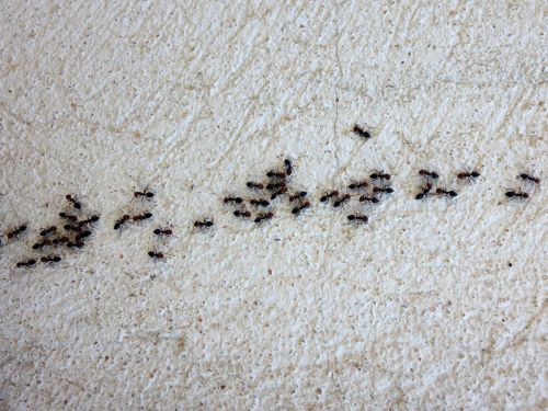 10 astuces pour se débarrasser des fourmis