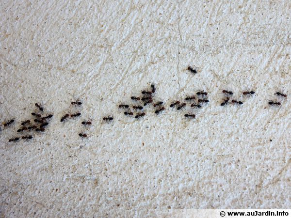 Procession de fourmis sur un mur de la maison