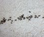 Une maison pour les insectes