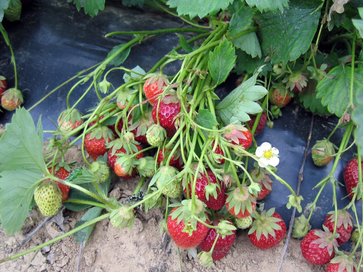 Fraisier (Fraise) : planter, cultiver, rcolter