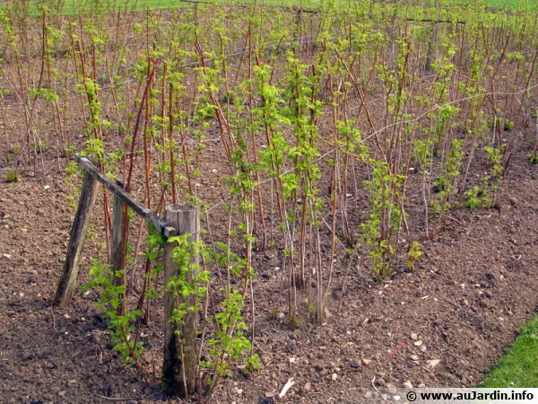 Plantation de framboisiers en lignes au potager