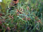 Bourdaine  feuilles de fougres, Bourdaine  feuilles dcoupes, Rhamnus frangula 'Asplenifolia'