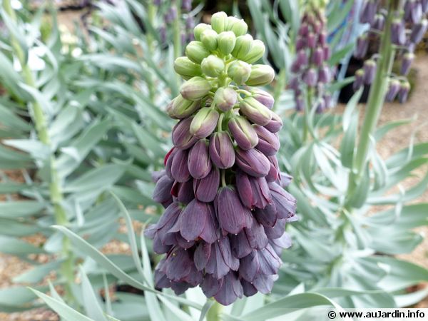 Fritillaire de Perse, Fritillaria persica