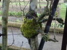 Le traitement hivernal des arbres fruitiers