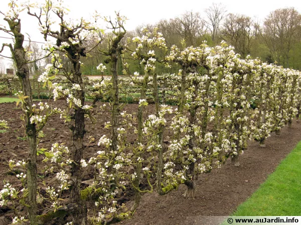 Arbres fruitiers en forme