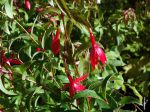 Fuchsia royal Reitzii, Fuschia grimpant rustique, Fuchsia regia ssp. Reitzii Fuchsia royal Reitzii, Fuschia grimpant rustique, Fuchsia regia ssp. Reitzii