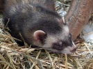 Le furet, un petit animal fort sympathique