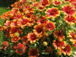 Gaillarde, Gaillardia