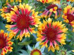 Fleur de gaillarde, Gaillardia Fleur de gaillarde, Gaillardia